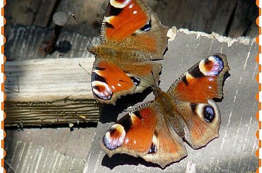 w ogrodzie,zaloty gdzie się tylko da... #wiosna #ogród #motyle #zaloty