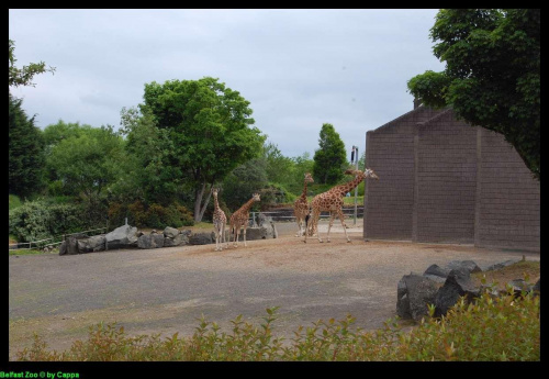 Belfast Zoo - 07/06/2008