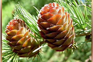 igiełkowa młodzież juz dorodna! #makro #ZBliska #roślinki #szyszki #modrzew