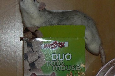 #gryzonie #szczury #szczurki #zwierzęta