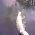 pike