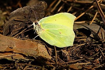 Latolistek cytrynek
---pierwszy motyl tej wiosny tzn. hm...:) jeszcze zimy #motyl #cytrynek #latolistek