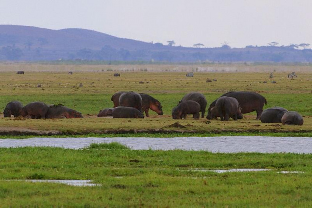 hipopotamy #wakacje #Kenia