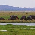 hipopotamy #wakacje #Kenia