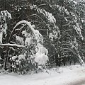 zima... #zima #snieg #drzewa #widok #plener
