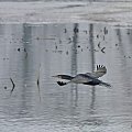 #kormoran #ptaki #przyroda #woda