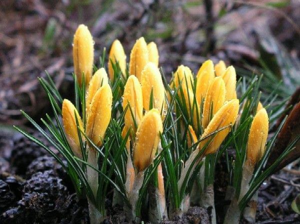 Crocus flavus 'Golden Yellow'