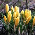 Crocus flavus 'Golden Yellow'