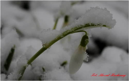 #przebiśniegi #śnieg #makro