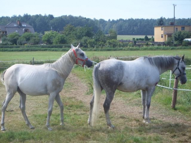 ELANCJA I GRENADA