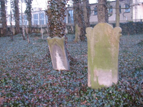 Cmentarz żydowski, cały porośnięty bluszczem