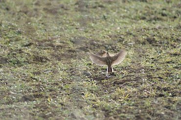 Taniec godowy skowronków #Wałbrzych