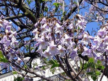 paulownia puszysta