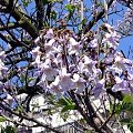 paulownia puszysta