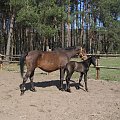 Lady Gigantka